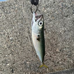 サバ