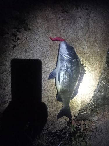 チヌの釣果