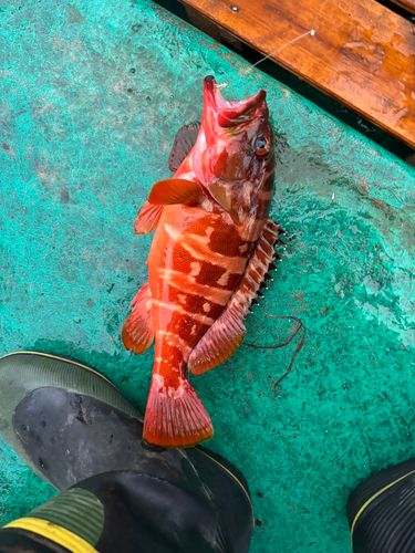 アカハタの釣果