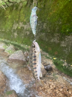 ヤマメの釣果