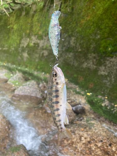 ヤマメの釣果