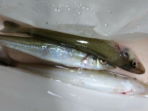 シロギスの釣果