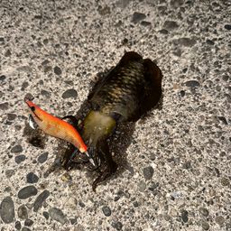 アオリイカ