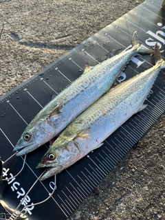 サゴシの釣果