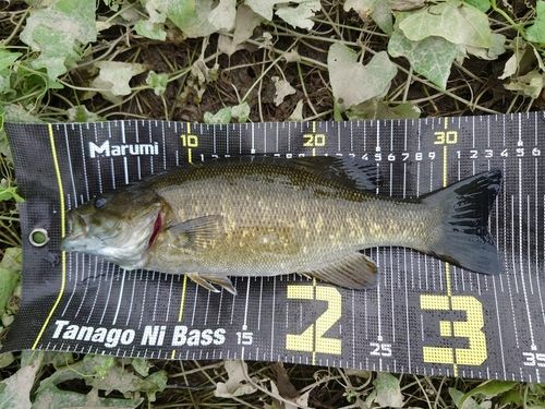 スモールマウスバスの釣果