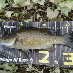 スモールマウスバス