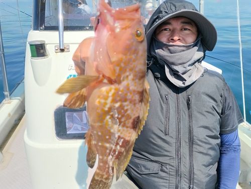 キジハタの釣果