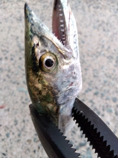 サゴシの釣果