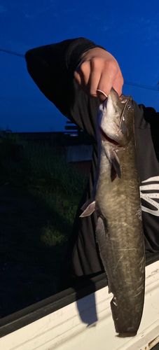 ナマズの釣果
