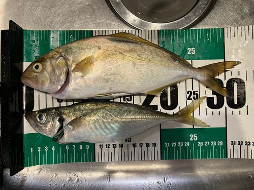 ショゴの釣果
