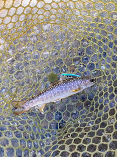 イワナの釣果