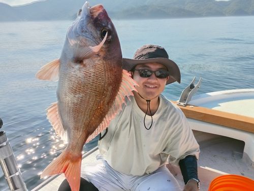 マダイの釣果