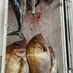 ハガツオ
