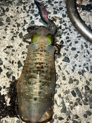 アオリイカの釣果