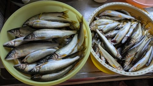 アユの釣果