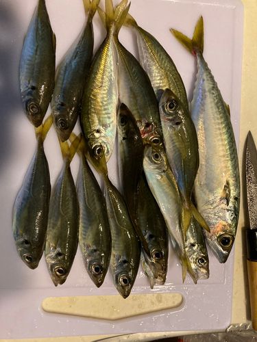 アジの釣果