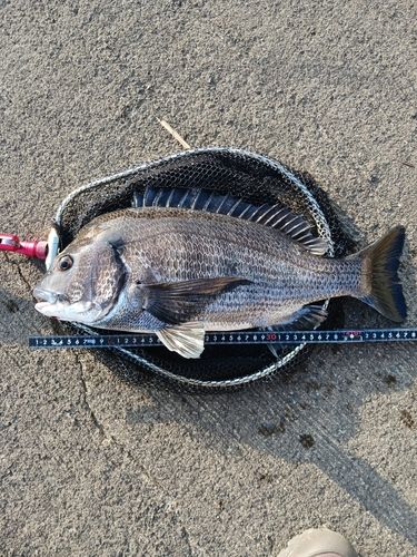 クロダイの釣果