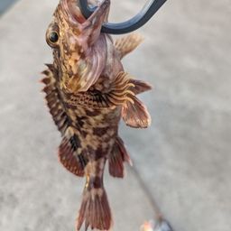 ガシラ