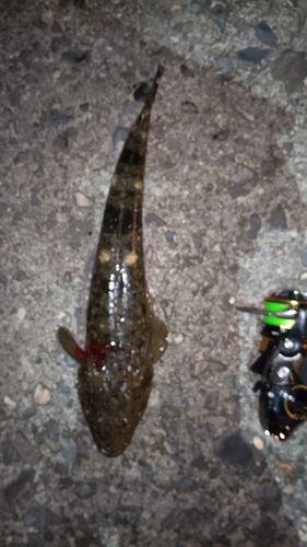 マゴチの釣果