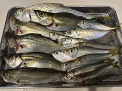 セイゴ(マルスズキ)の釣果