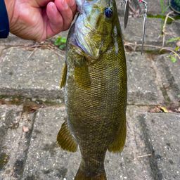 スモールマウスバス