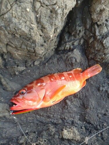 アカハタの釣果