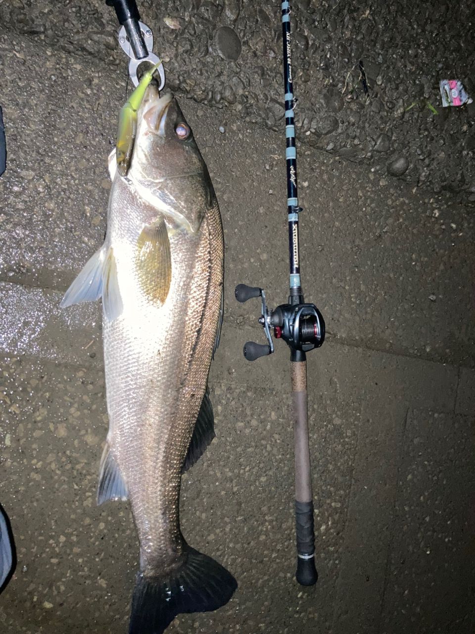 2025年モデル ツララ コローナ 80hx ツララ(TULALA) 22