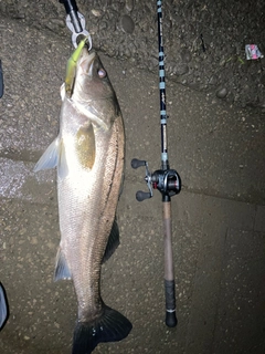 シーバスの釣果