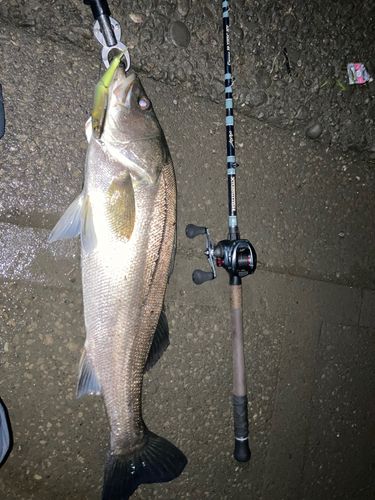 シーバスの釣果