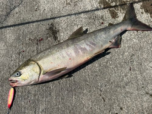 サケの釣果