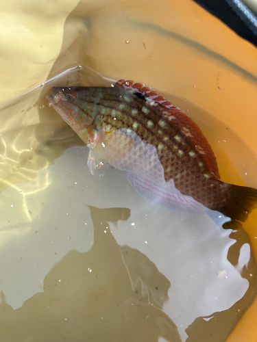 ベラの釣果