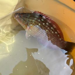 ベラ