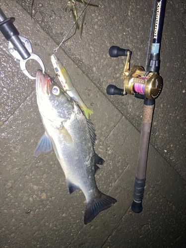シーバスの釣果