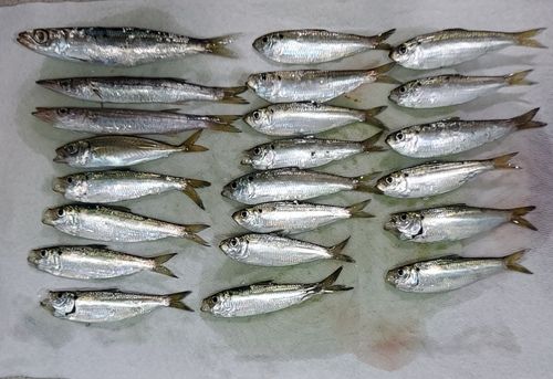本牧海づり施設