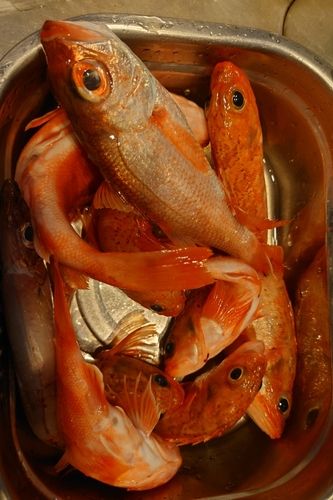 ユメカサゴの釣果