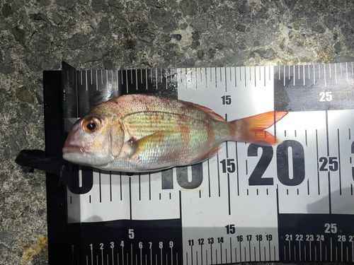 チャリコの釣果