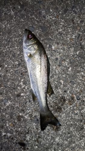 伊勢湾湾奥