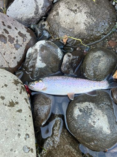 ニジマスの釣果