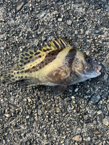 コショウダイの釣果