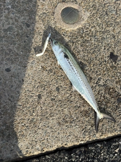 サゴシの釣果