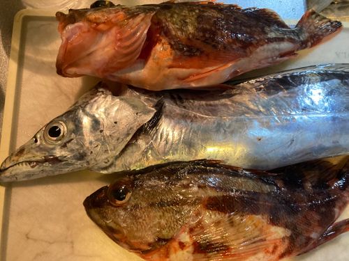 タチウオの釣果