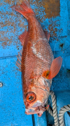 アカムツの釣果