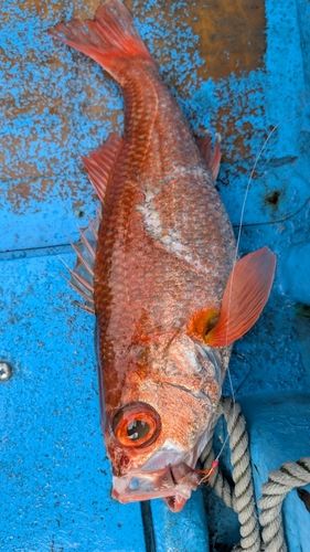 アカムツの釣果