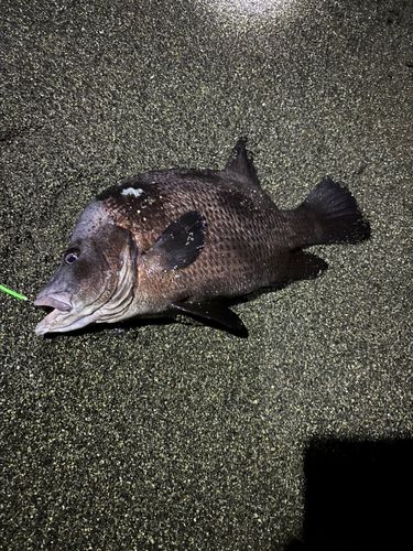 ヒゲダイの釣果