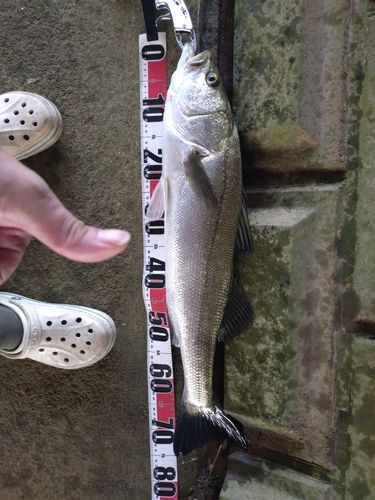 スズキの釣果