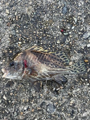 コショウダイの釣果