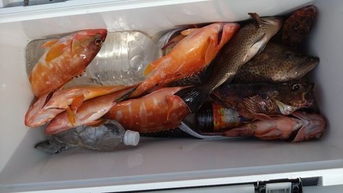 アカハタの釣果