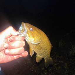 スモールマウスバス