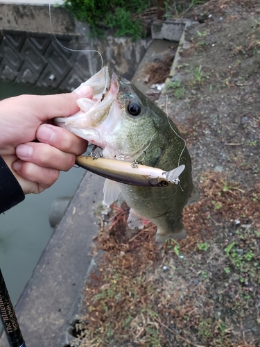 ラージマウスバスの釣果