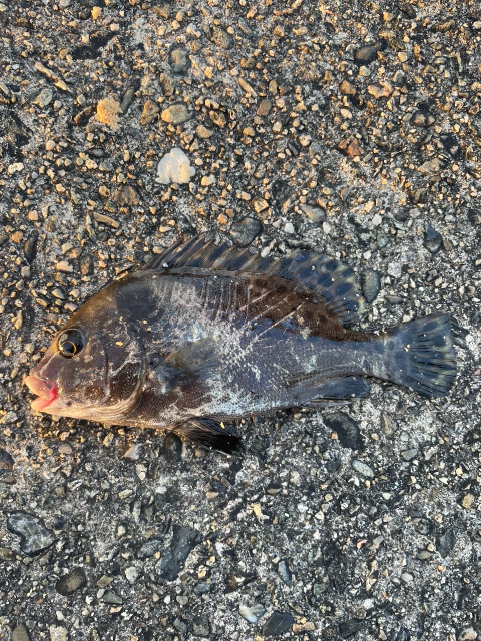 コショウダイ